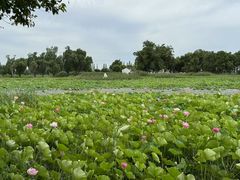 -洪湖生态旅游区