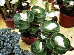 -秦美花卉(天朗·莱茵小城2期店)