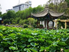 -莲湖公园