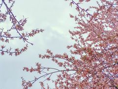 -桃花堤公园