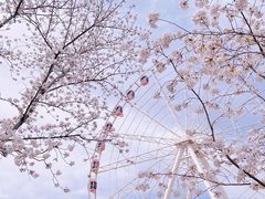 -顾村公园