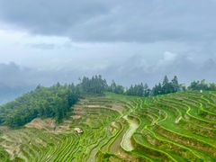 -紫鹊界梯田景区