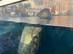 -西雅图水族馆