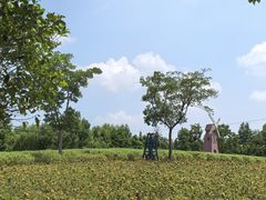 -同里国家湿地公园