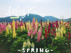 -径山花海