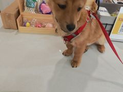-伟伟宠物医院·CT影像中心·瑞派犬猫综合性门诊(汉口总院)