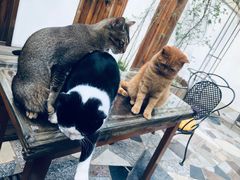 -喵屿·大理花园猫咖