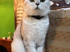 -李小姐の猫咖啡馆(五角场店)