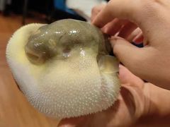 -肆月河豚·新淮扬(金融街店)