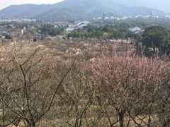 -香雪海
