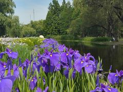 -上海共青森林公园