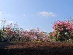 -风云岭森林公园