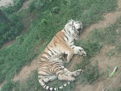 -大连森林动物园