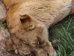 -青藏高原野生动物园