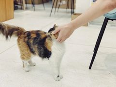 -玫瑰咖啡(中山六路店)