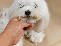 -鑫艺宠物美容培训学校