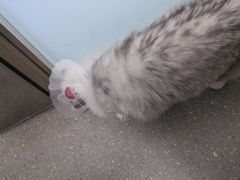 -伟伟宠物医院·瑞派猫友好医院·猫科(光谷店)