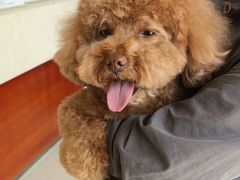 -艾贝尔宠物医院 ·内科全科(梁溪路店)