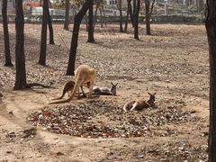 -合肥野生动物园