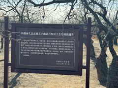 -千年枣林游览区