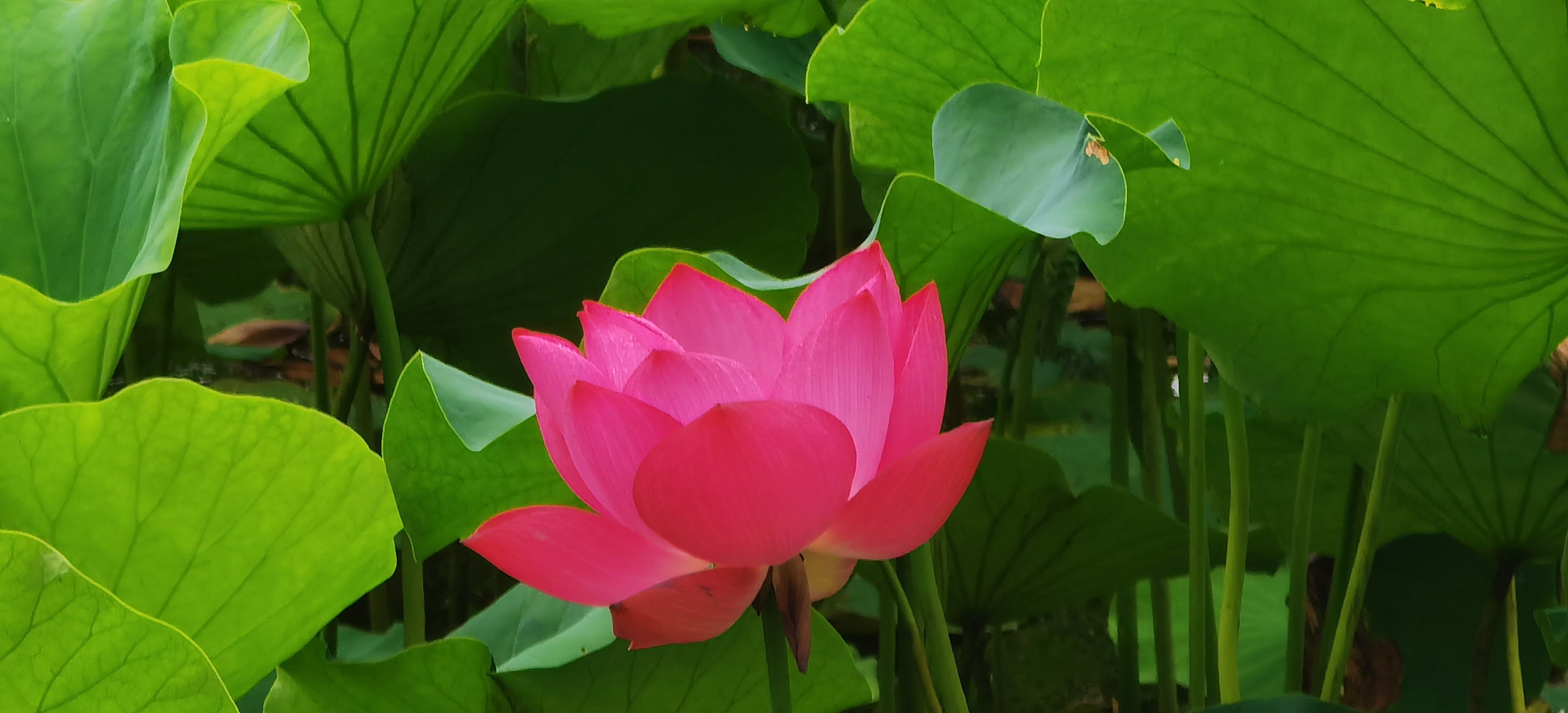 盛开花朵的美景