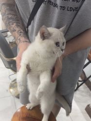 -镁连社·美联社