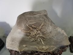 -游龙石文化科普馆