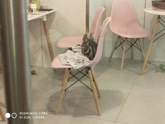 -三花喵·撸猫购宠·宠物生活馆(虹桥南丰城店)