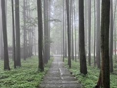 -武陵山森林公园