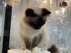 -共舞时光猫咖·狗咖(新街口店)