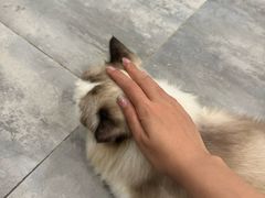 -楼上猫咖(罗湖店)