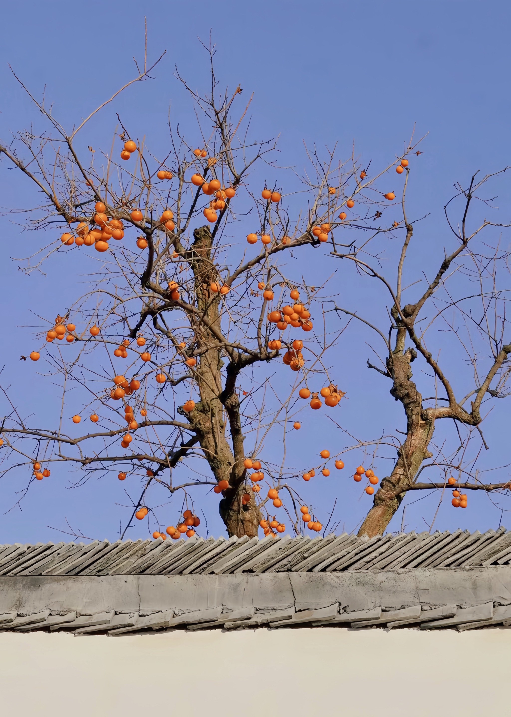 柿子树图片大全 风景图片