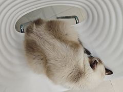 -怪兽屋·羊驼·猫咖·狗咖(俊华广场店)