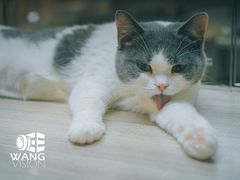 -飞行喵MR PILOT|猫舍·猫咖(静安大融城店)