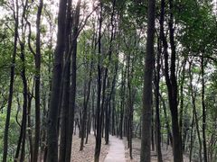 -广州市帽峰山景区