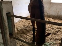 -松声马术俱乐部