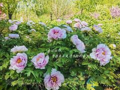 -洛阳市隋唐城遗址植物园