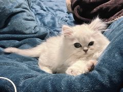 -柚子猫舍·精品猫舍购猫·猫咪认养·购宠·宠物店