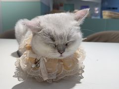 -怪兽屋·羊驼·猫咖·狗咖(俊华广场店)