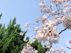 -武汉大学-樱园