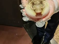 -肆月河豚·淮扬菜·湘菜(华天店)