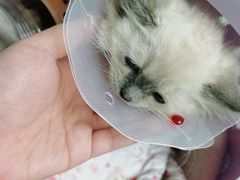 -宠福鑫康馨动物医院·骨科·眼科