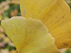 -皇粮浜湿地公园