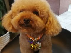 -八公叔叔宠物美容连锁(春申店)