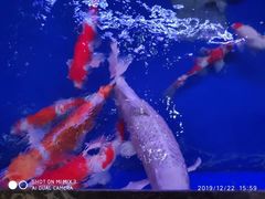 -中环花鸟鱼虫市场