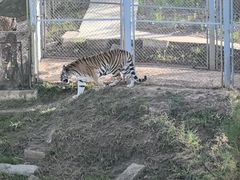 -青藏高原野生动物园