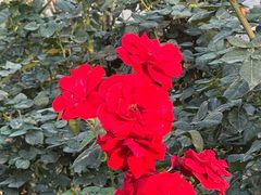 -人民公园(罗湖区)