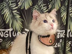 -平行世界·猫咖(首经贸店)