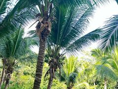 -三亚海棠湾万丽度假酒店