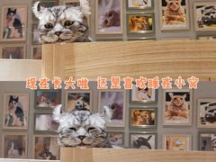 -藏猫猫咖啡主题馆(中央大道店)